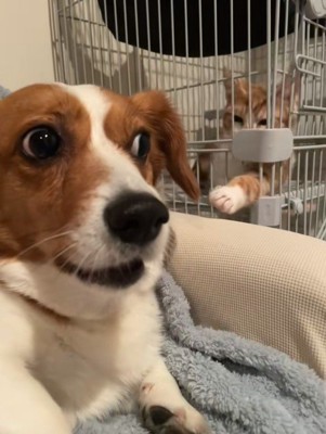 こむぎちゃんはこの表情！