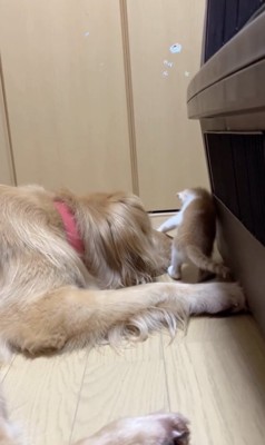 マズルをペシッ