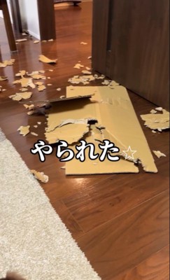 お留守番中にイタズラしたルクちゃん2