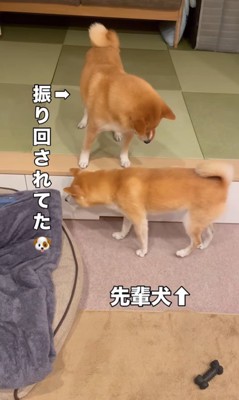 もずく君とわさび君の変化8