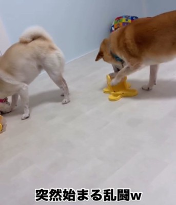 おもちゃを触る2匹の犬1