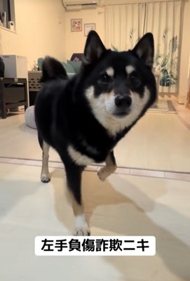 仮病を使うもずくちゃん