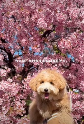 花と子犬