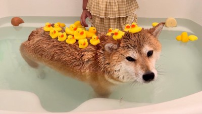 妹ちゃん