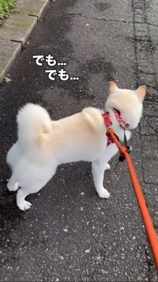 後ろを振り返る犬