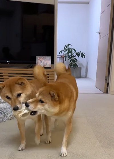 一緒にガムを嚙む姉妹犬