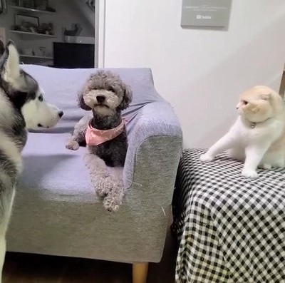 ソファに座る犬