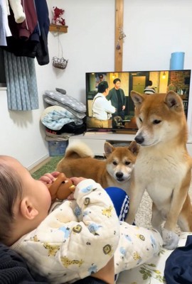 赤ちゃんの前にやってきた2匹