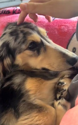 頭を撫でられるどびぃちゃん