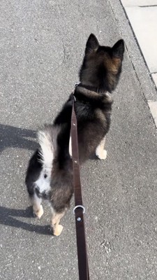 尻尾振る黒柴の後ろ姿