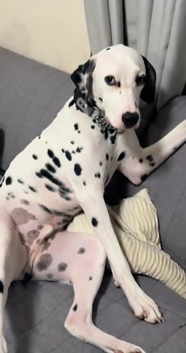 ソファにおじさんのように座りながらカメラを持つ飼い主をチラ見するダルメシアン