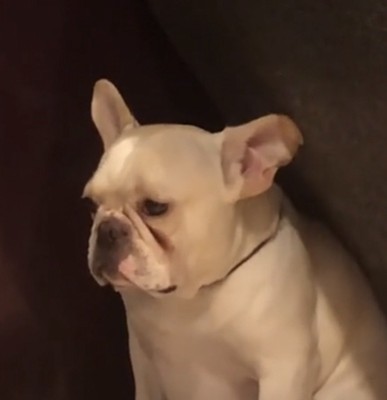 目を伏せる犬