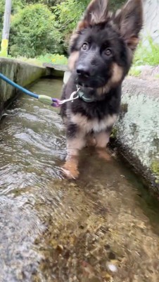 用水路の中でカメラを見つめる子犬