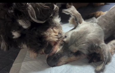 ぷりんちゃんも嬉しそう