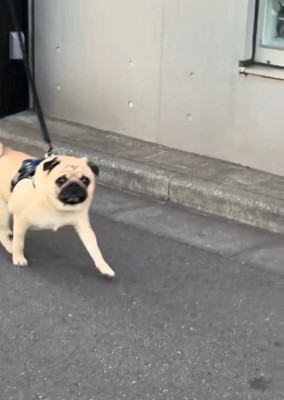 近づいてくるむさし君