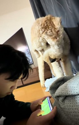 上からのぞき込むはうるくん