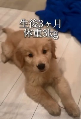 生後3か月の麹くん3