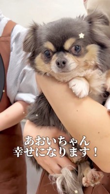 スタッフに抱っこされてカメラを見つめる犬