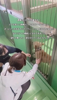 捨てられた犬