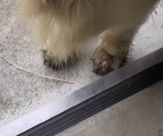 泥にまみれた犬の足