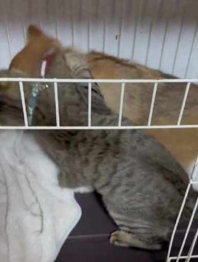 バランスを崩すあんずちゃん