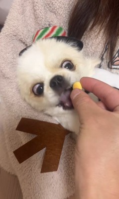 ぽてと君の瞬発力5