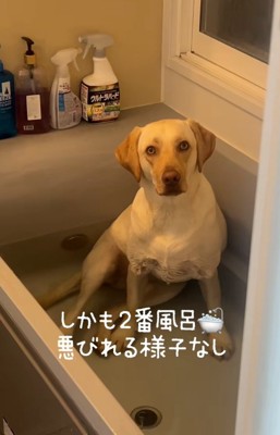 飼い主さんを見るひまわりちゃん