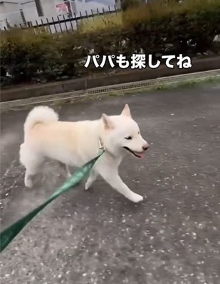 歩く犬2