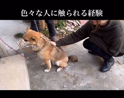 背中を撫でられる柴犬