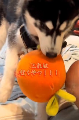 おもちゃには突進するアイスくん