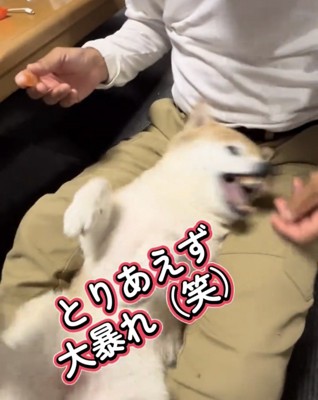 口を開けて暴れる犬
