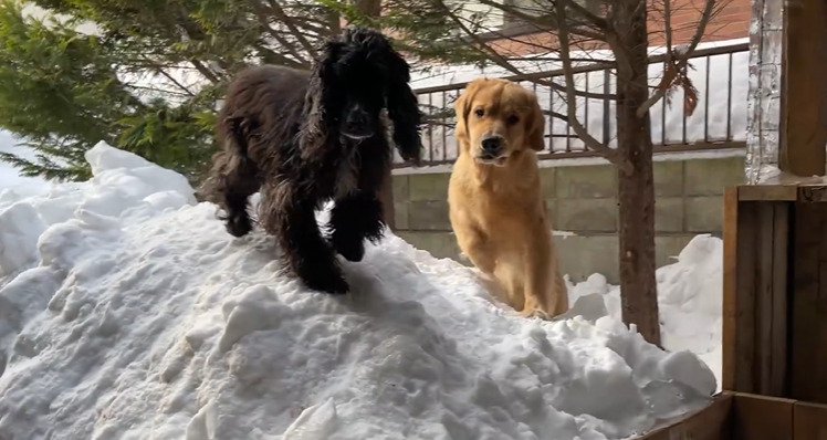 雪の上にいる2匹の犬