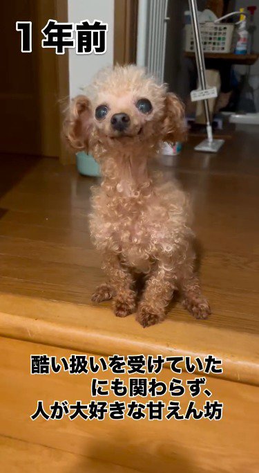 お座りをしてカメラを見つめる犬