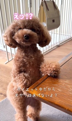 おやつを催促するジュリちゃん2