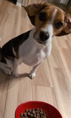 ペルルちゃんの「待て」⑩