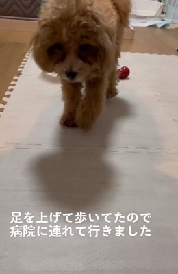 足をあげて歩くマルくん2