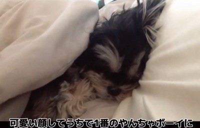 赤ちゃん犬を家族に迎えるまで⑩