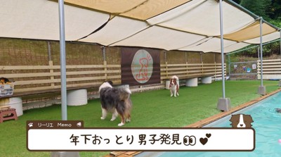 黒い犬を見て立ち止まるお姉ちゃん犬