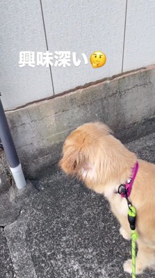 ヘビの動きを観察する犬