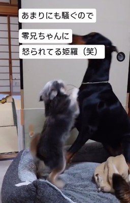 立ち上がり怒る零くん