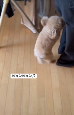 客の後ろをついて行く小型犬