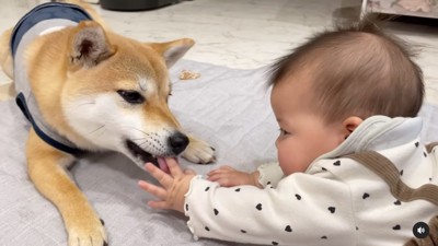 手を甘噛みしながら舐める柴犬