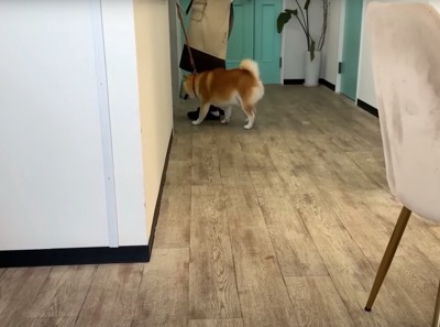 入店する柴犬