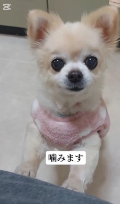 「安楽死させたら？」