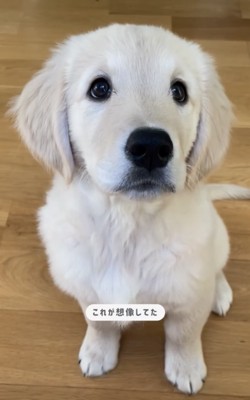 おすわりする犬