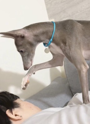 前足を動かす犬1