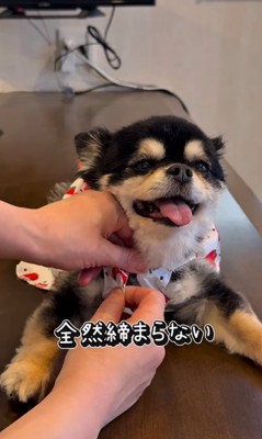 チワワ三兄弟のための購入品紹介