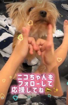 上を向く犬