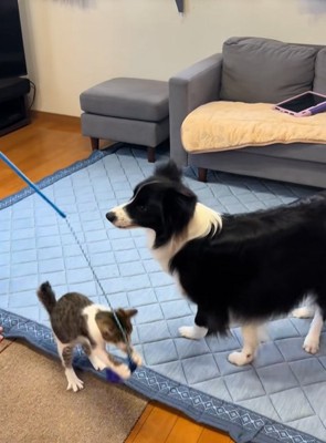一緒に猫じゃらしで遊びたい中型犬