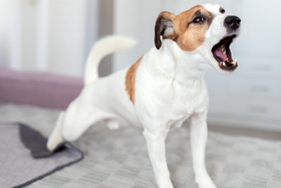 鳴く犬